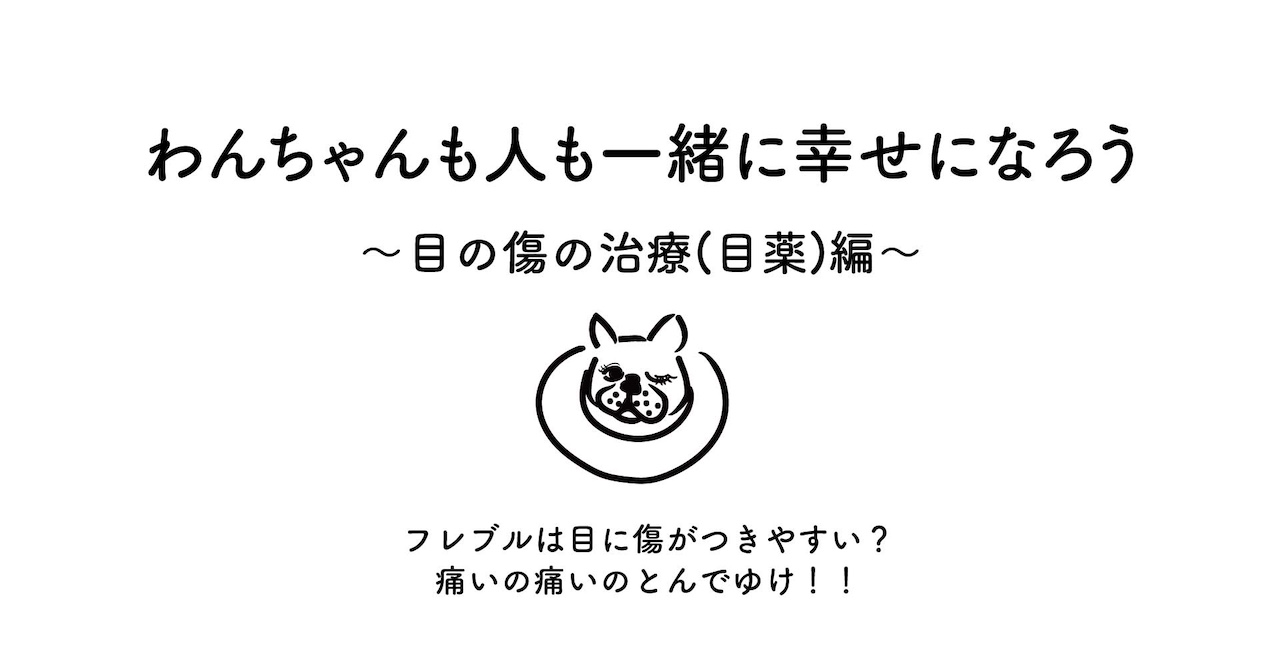 フレンチブルドッグは、目に傷がつきやすい？