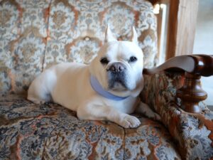 淡路島　古民家　一棟貸別荘　犬と泊まれる　Awajishima dog stay.CHIKUSA　千草　おしゃれなソファ