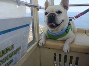 淡路島旅行　犬とお出かけ　淡路サービスエリア　犬と観覧車　フレブルドヤ顔