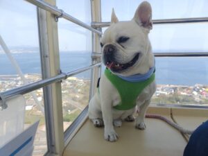 淡路島旅行　犬とお出かけ　淡路サービスエリア　犬と観覧車　海の景色