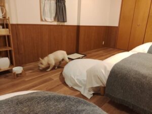 淡路島　古民家　一棟貸別荘　犬と泊まれる　Awajishima dog stay.CHIKUSA　千草　寝室