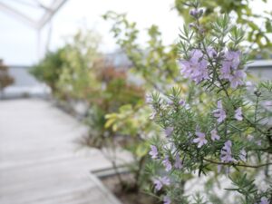 Hotel Noum OSAKA ホテル　ノウム　大阪　ルーフトップバルコニー　花