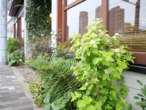 Hotel Noum OSAKA ホテル　ノウム　大阪　外の植物