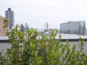 Hotel Noum OSAKA ホテル　ノウム　大阪　ルーフトップバルコニー　植物