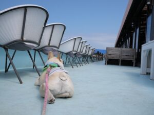 淡路島旅行　犬とお出かけ　 GARB COSTA ORANGE