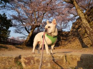 淡路島旅行　犬とお出かけ　洲本城跡　朝散歩　朝陽　桜