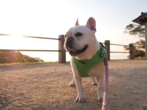 淡路島旅行　犬とお出かけ　洲本城跡　朝散歩　朝陽