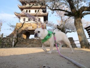 淡路島旅行　犬とお出かけ　洲本城跡　模擬天守閣　桜