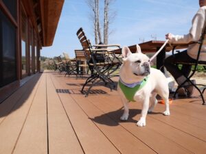 淡路島旅行　犬とお出かけ　陽燦々　ブランチ　テラス席わんこOK