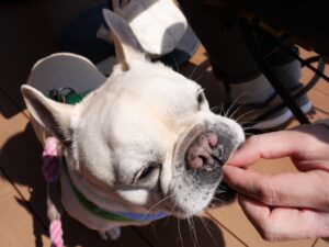 淡路島旅行　犬とお出かけ　陽燦々　ブランチ　テラス席でおやつ