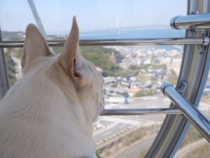 淡路島旅行　犬とお出かけ　淡路サービスエリア　犬と観覧車　景色