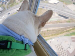 淡路島旅行　犬とお出かけ　淡路サービスエリア　犬と観覧車　景色見てる