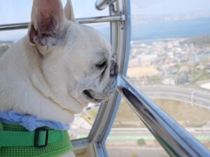 淡路島旅行　犬とお出かけ　淡路サービスエリア　犬と観覧車　景色眺めてる