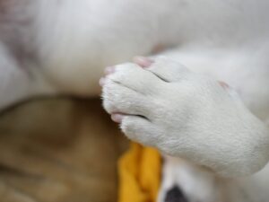 繊細さん　自己回復　方法　ペット　犬　猫　リラックス