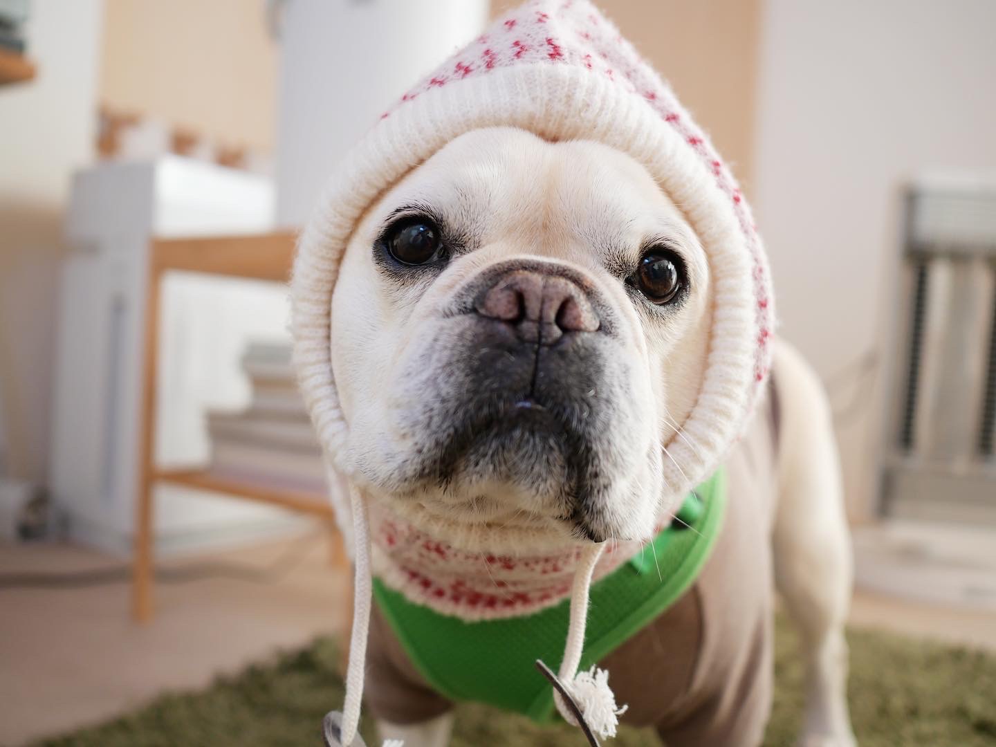 【温活】寒がりな愛犬のためにできること