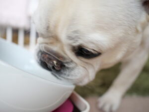 犬用レシピ　昆布と干し椎茸のお出汁　きのことやぎミルクスープの作り方　　きのこスープ　完食