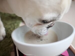 犬用レシピ　昆布と干し椎茸のお出汁　きのことやぎミルクスープの作り方　　きのこスープ