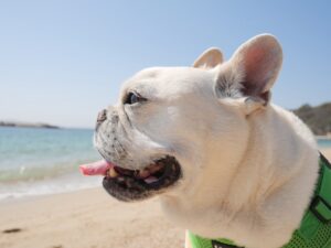 フレンチブルドッグ　風早（かざはや）長浜海岸　犬とおでかけ