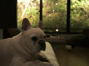 狗賓大山　ホテル＆リゾート　犬とおでかけ　おすすめ宿　旅行　鳥取県　大山　お部屋　夜　ライトアップ　和室　寛ぎ