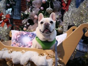 狗賓大山　ホテル＆リゾート　犬とおでかけ　おすすめ宿　旅行　鳥取県　大山　クリスマス　フォトブース　フレンチブルドッグ