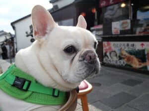 出雲大社　犬　参拝　わんことおでかけ　犬と旅行　神門通り　ご縁横丁　食べ歩き　散歩