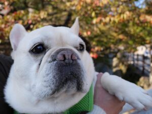 出雲大社　犬　参拝　わんことおでかけ　犬と旅行　紅葉