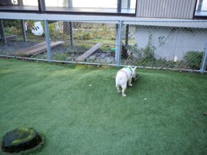 狗賓大山　ホテル＆リゾート　犬とおでかけ　おすすめ宿　旅行　鳥取県　大山　朝　ドッグラン