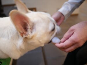 狗賓大山　ホテル＆リゾート　犬とおでかけ　おすすめ宿　旅行　鳥取県　大山　スタッフの方に遊んでもらう