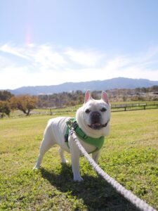 蒜山　蒜山ジャージーランド　犬とおでかけ　旅行　岡山県　牧場　散歩