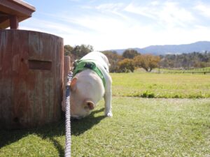 蒜山　蒜山ジャージーランド　犬とおでかけ　旅行　岡山県　牧場　散歩