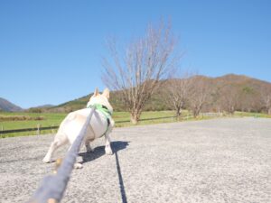 蒜山　蒜山ジャージーランド　犬とおでかけ　旅行　岡山県　牧場　散歩