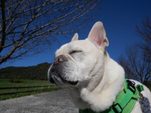 蒜山　蒜山ジャージーランド　犬とおでかけ　旅行　岡山県　牧場　絶景