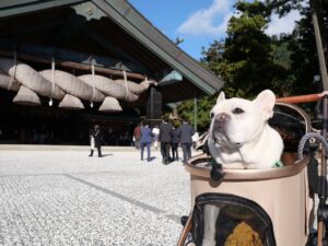 出雲大社　犬　参拝　わんことおでかけ　犬と旅行　神楽殿　大注連縄　フレンチブルドッグ