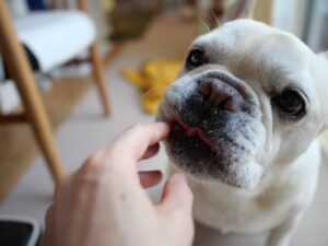 簡単レシピ　鱈とじゃがいものブランダード　作り方　犬用ご飯　人と一緒に　南フランス郷土料理　フレンチブルドッグ　源太